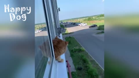 Watch Funny animals - Funny cats _ dogs - Funny animal videos 109