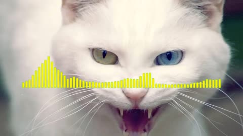 Cat ringtone animal ringtone