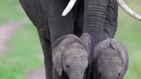 Cuteculf #Elephant #Babyes