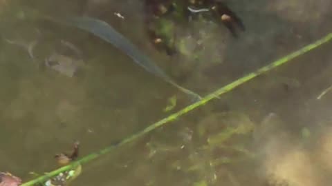 Signal crayfish swimming in a river / Beautiful crayfish filmed from a bridge.