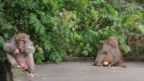 Monkeys eating with passion