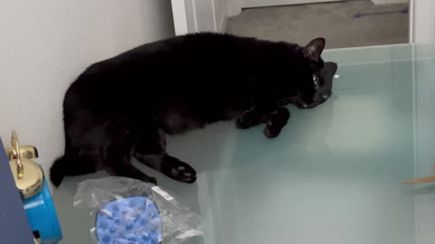 Adopting a Cat from a Shelter Vlog - Cute Precious Piper Enjoys Her Cool Nap Spot