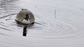 The goose and its shadow