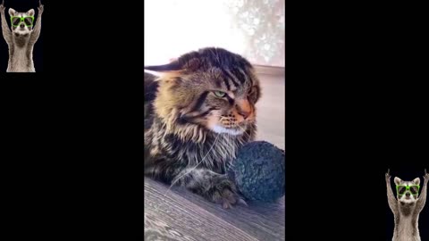Comedy with kitties: Funny moments from the life of furry ones