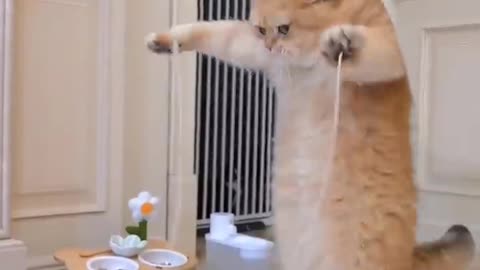 cat-jump-rope