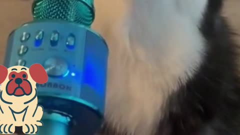 cute dog singing with mic
