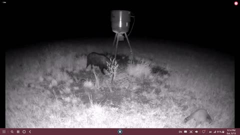 What's this pig weigh? 5/13/2023