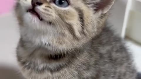 "Precious Kitten Meows for Attention"