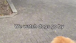 Adorable golden retriever goes to the park in a stroller