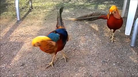 Beautiful Golden Pheasants and Wading Birds 3