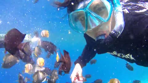 Playing with fish in Bunaken