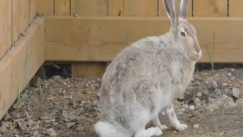 Rabbits and hares. Beautiful and cute rabbits and hares