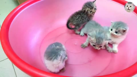 Kitten Cute Cat Video Compilation | Smart Cat | Funny Kitten Video