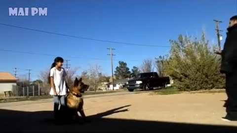 German Shepherd Dogs protecting kids and Women compilation Best of protection Dog