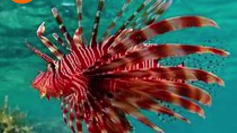 Top 10 Most Lethal Fish,incredible creatures (Part1)