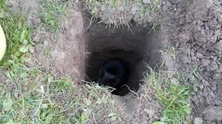 Cat Hides in a Hole