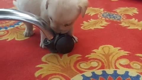 Cute puppy can't stop licking and searching for his next big discovery #puppies #puppylife #cute