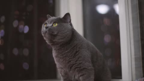 The big gray cat that bounces