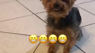 Yorkie Hilariously Reacts to Getting in Trouble