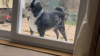 Dog Likes to Lick Windows