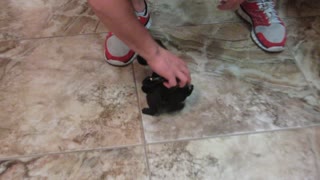 TEENY TINY PUG PUPPY MAKES HER ESCAPE