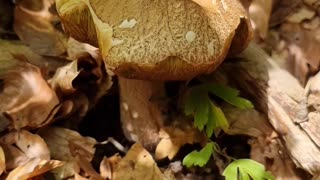 Summer Porcini Mushroom 2 days later, has grown quite a bit