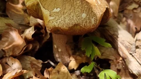 Summer Porcini Mushroom 2 days later, has grown quite a bit