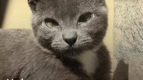 Special Needs Cat Family Welcomes 2 New Kittens | The Dodo