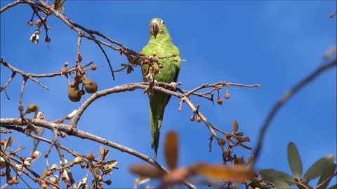 Parrots, Parakeets, Cockatoos & Other Exotic Birds