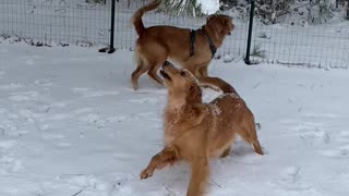 Dog Grabs Branches and Makes Snow Fall on Her
