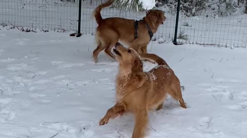 Dog Grabs Branches and Makes Snow Fall on Her