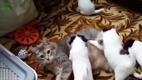 Cats Meeting Puppies for the First Time Compilation Video HD