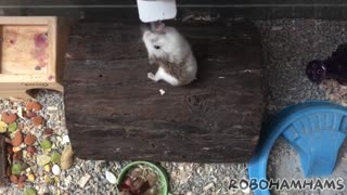 Hamster Compilation | 2020