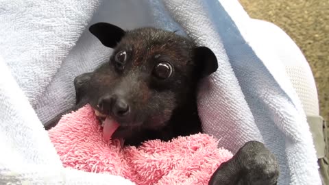 Rescued cute bat | enjoying eating banana