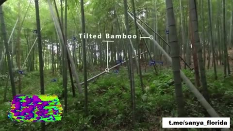 A group of Chinese kamikaze drones combing through a dense bamboo forest.