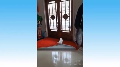 Cute cat video