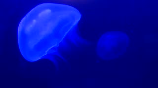 Jellyfish