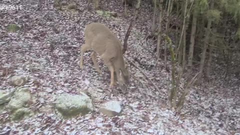 Deer comes down from hill