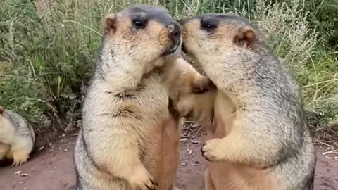 cute wild animals beavers