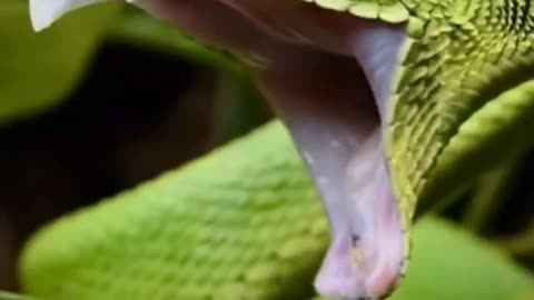 क्या इंसान के काटने से सांप मर गया🤣 #snakebite #shortvideo