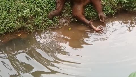 Orang utan lucu lagi mandi