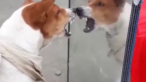 "Dog park in the mirror: funny reaction"