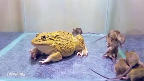 Feeding asian bullfrog