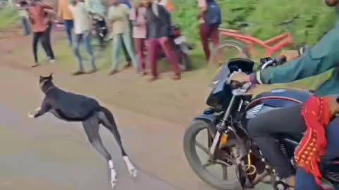 Dog race kolhapur Greyhound Racing Video