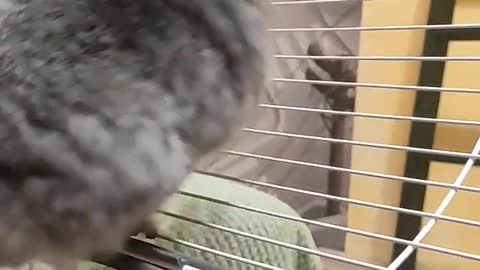 #cute #chinchilla #guineapig #pet #shorts #shortvideo #vlog #vlogs