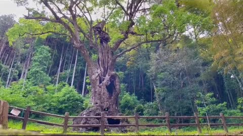 Japanesescenery.大きなクスノキ御神木