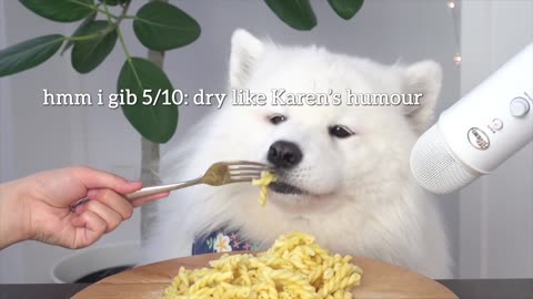 ASMR Dog Reviewing Different Types of Food #8 I MAYASMR