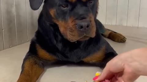 cute dog eating