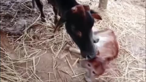 Cow baby tow head