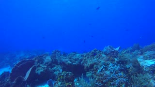 Cozumel SCUBA Diving Santa Rosa Wall Drift Diving